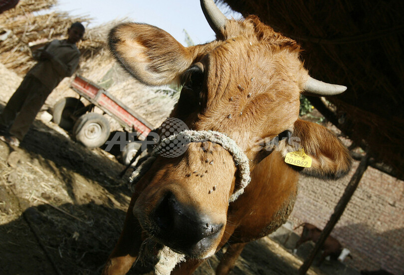 エジプトの食糧増産めざし、仏共同で牛の新種交配