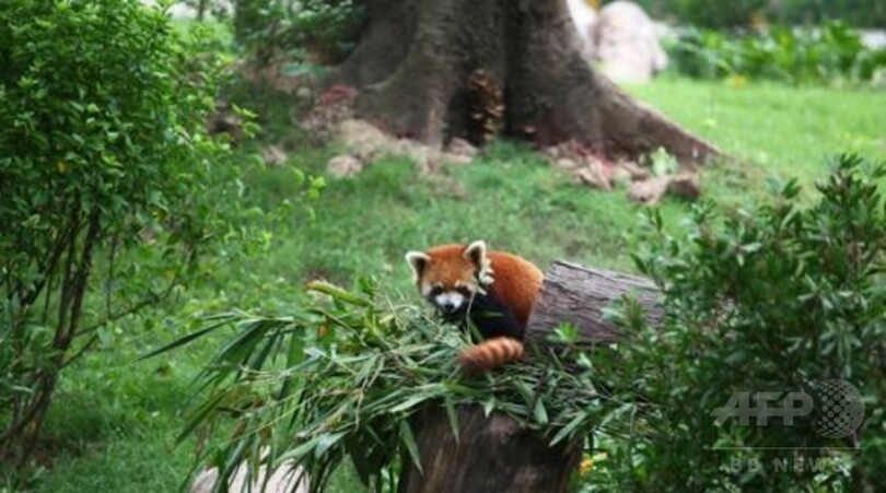 動物園内のサーカスショーに終止符　　中国・広州