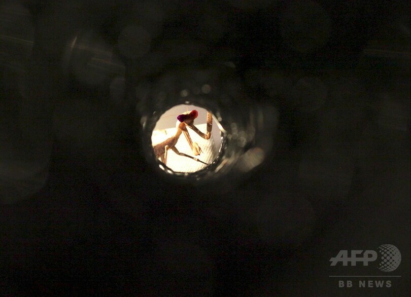 カマキリに特異な「立体視」、実験で判明