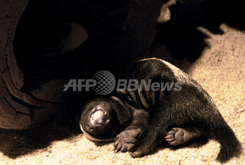 イラクの巨大アナグマ、英軍が送り込んだとの「うわさ」