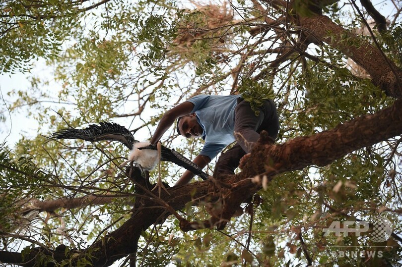 たこ糸で鳥150羽超死ぬ、インドの祭りのたこ合戦で 数百羽けが