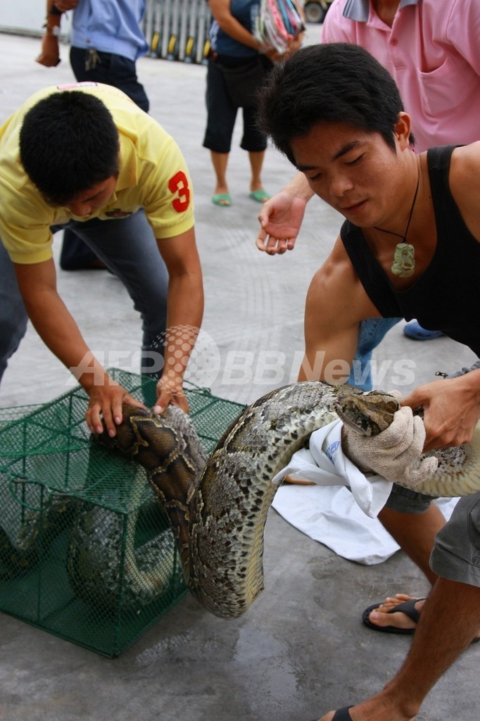野菜市場に大ヘビ出現、中国