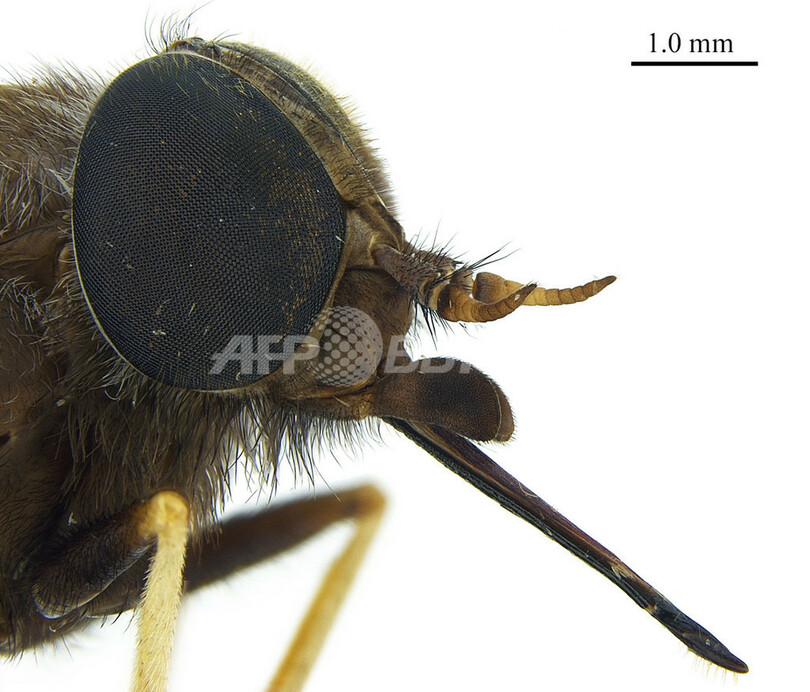 ビヨンセにちなんでアブを命名、豪研究機関