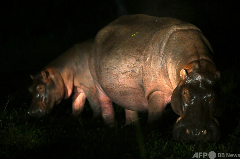 麻薬王のカバ爆増、一部を殺処分へ コロンビア