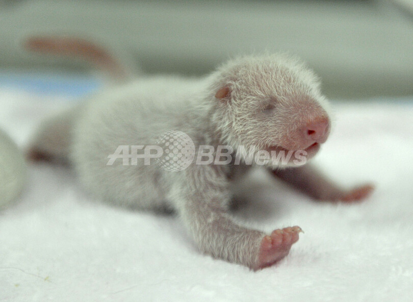 中国・成都で赤ちゃんパンダ続々誕生、ベビーブーム到来か