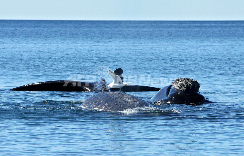 生きたクジラの脂肪をついばむカモメ、アルゼンチン