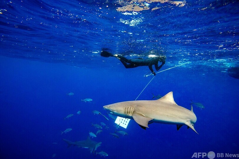 間近でサメを観察！ 米フロリダでダイビングツアー