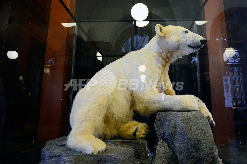 人気ホッキョクグマ・クヌートの「標本」公開、独