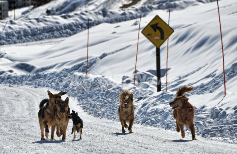 悩みは街中うろつく野良犬25万匹、チリ・サンティアゴ