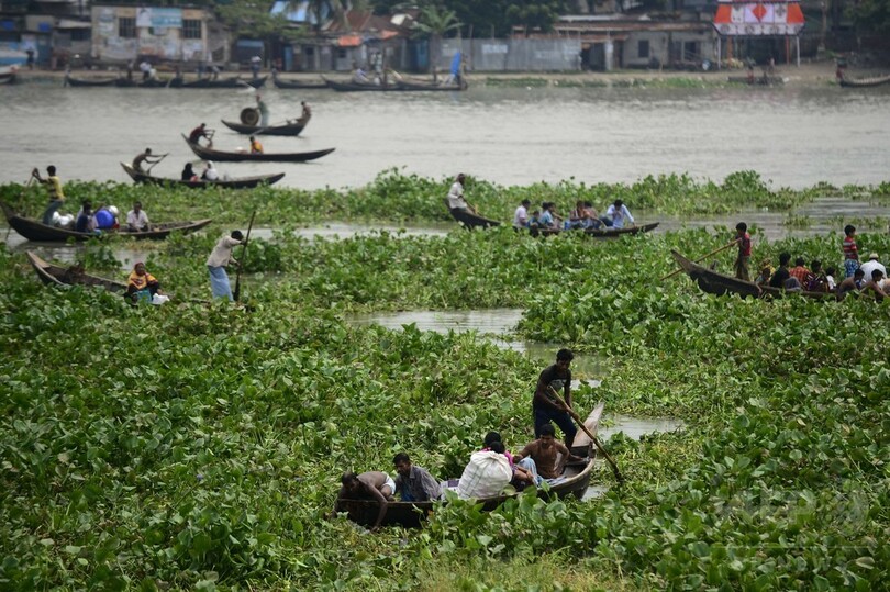 川を埋め尽くす外来植物、船での移動も一苦労 バングラデシュ