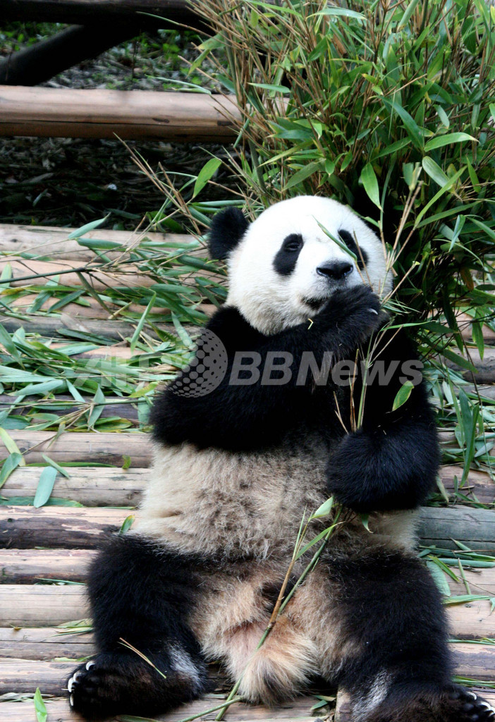 パンダ飼育員6人を世界から募集、「プロジェクト・パンダ」始動 中国