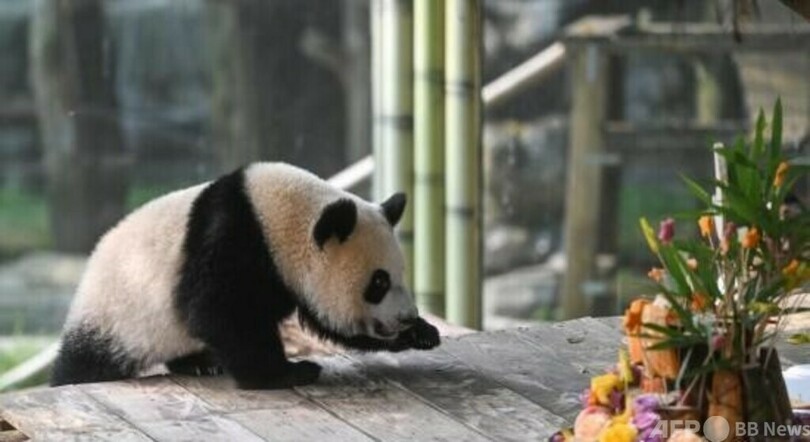 中国 重慶動物園のパンダの赤ちゃん 1歳の誕生日迎え「ワンシュー」と命名