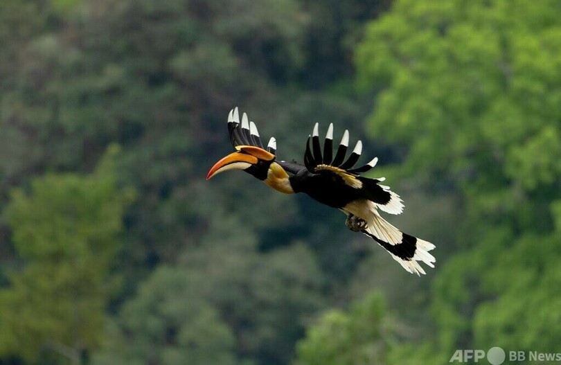 雲南省盈江県：バードウオッチング産業でエコツーリズム・中国
