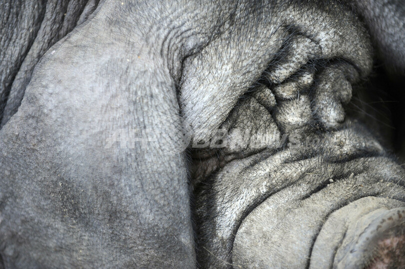 しわしわの珍種ブタ「梅山豚」の赤ちゃん、お昼寝中