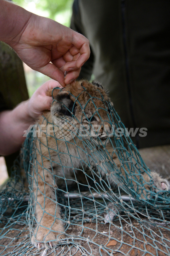 やんちゃです、オオヤマネコの赤ちゃん ドイツ