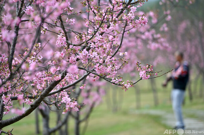 春を満喫、中国・南寧で咲き誇る桜と桃
