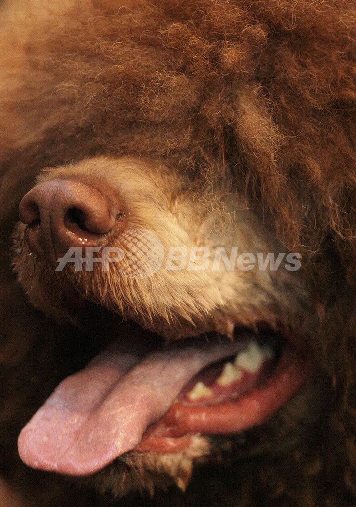 英ドッグショー、優勝はシーリハム・テリア犬