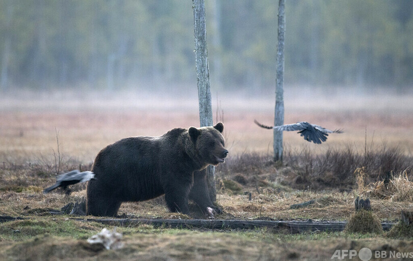  ヒグマの捕殺目標3倍に引き上げへ 「過剰繁殖」に対処 ルーマニア