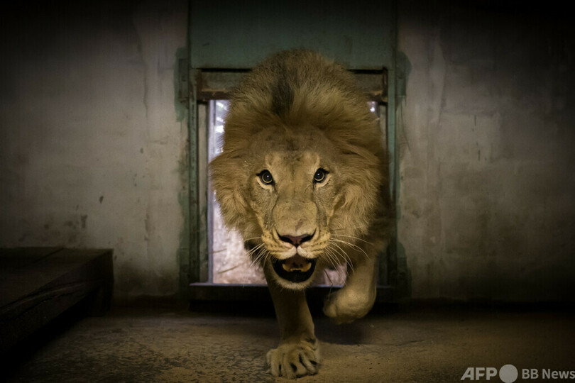 おうちが一番！ 山火事の避難先から戻ったライオン 仏動物園