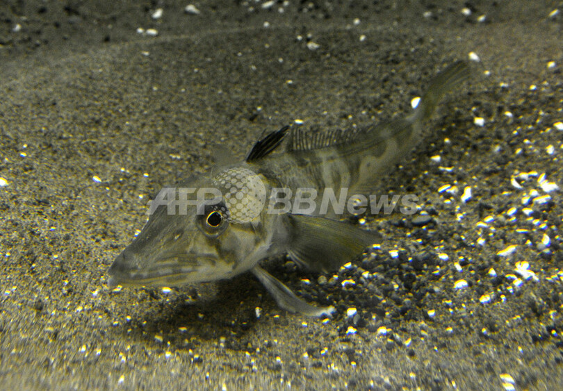 透明な血液を持つ魚、葛西臨海水族園