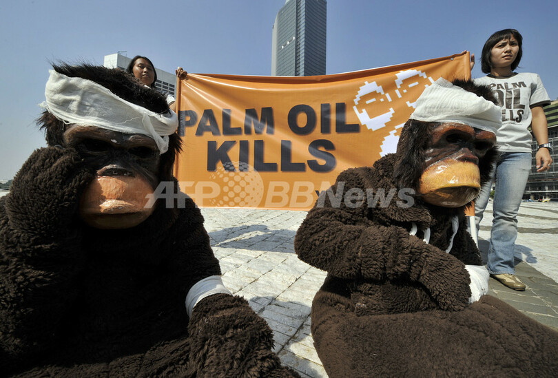カリマンタン島中部のオランウータン、3年以内に絶滅も 保護団体が警告