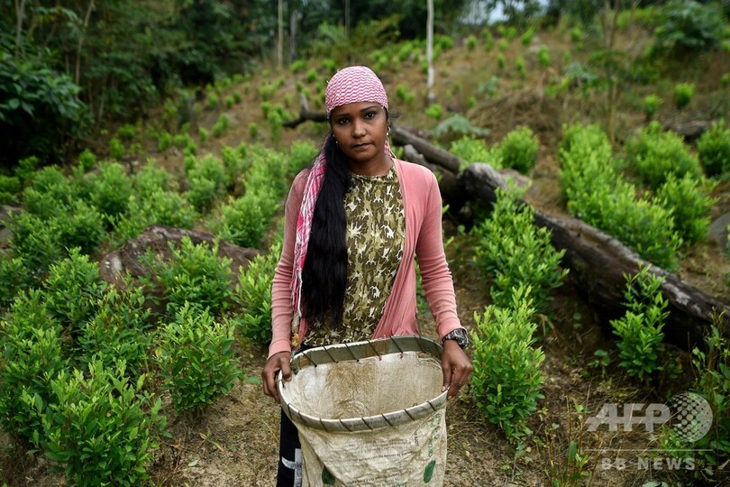 「他に手段はない」…麻薬組織のコカ農園で働くベネズエラ移民 コロンビア