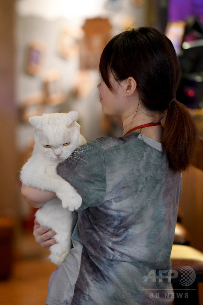 広西チワン族自治区にも猫カフェ
