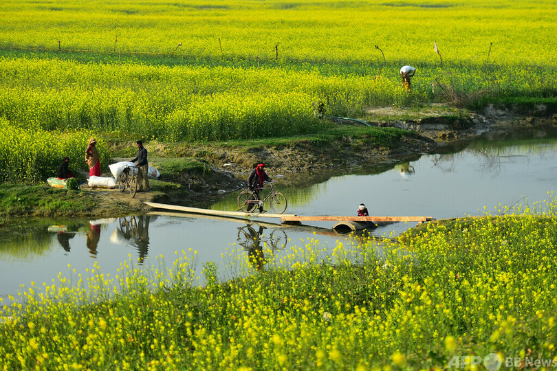 【今日の1枚】一面にマスタードの花 インド