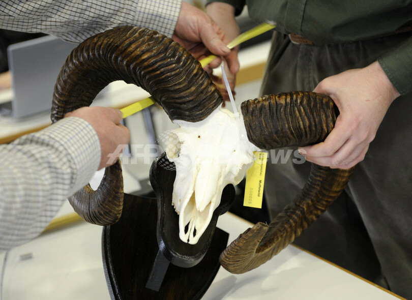 シカやイノシシのはく製が大集合、独西部で見本市開幕へ