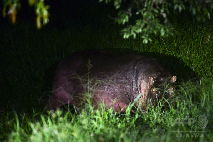コロンビア麻薬王の遺産──野生化したカバ アフリカ以外で最大の群れ
