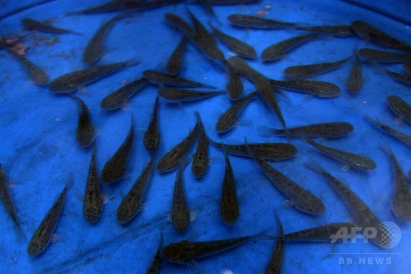 魚、細菌、放射線…ジカ熱抑制へあの手この手 中南米各国