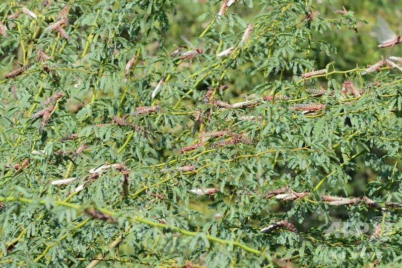 バッタが大量発生、過去25年で最悪の農業被害 インド北西部