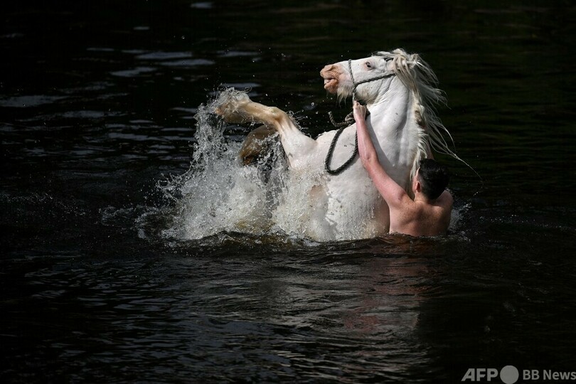 【今日の1枚】「きれいにしようね」馬の見本市 英