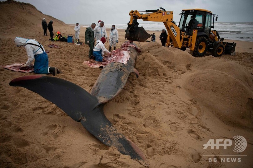 仏西部の浜辺にクジラの死骸漂着、解体し撤去