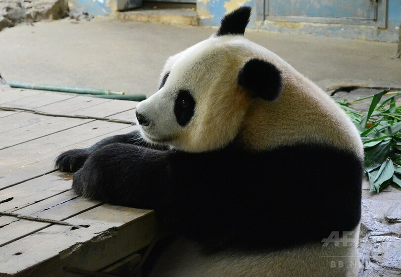 中国で三つ子のパンダ誕生、生存例は世界初か