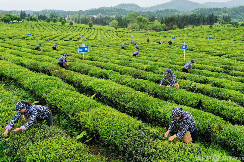 江西省のお茶の里で茶摘み大会 一面の茶畑で技術競う