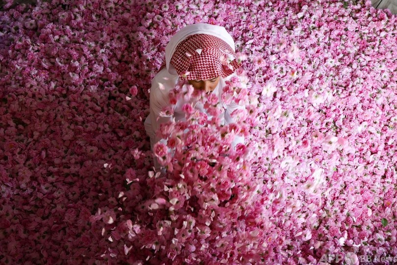 サウジ「バラの都」の精油づくり