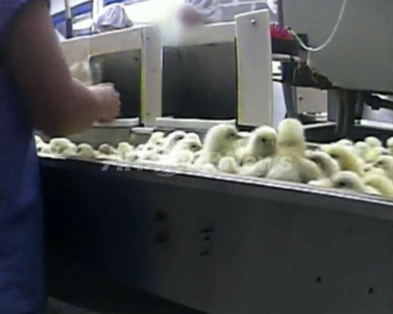 生きたまま粉砕される雄のヒヨコ、愛護団体が衝撃映像を公開