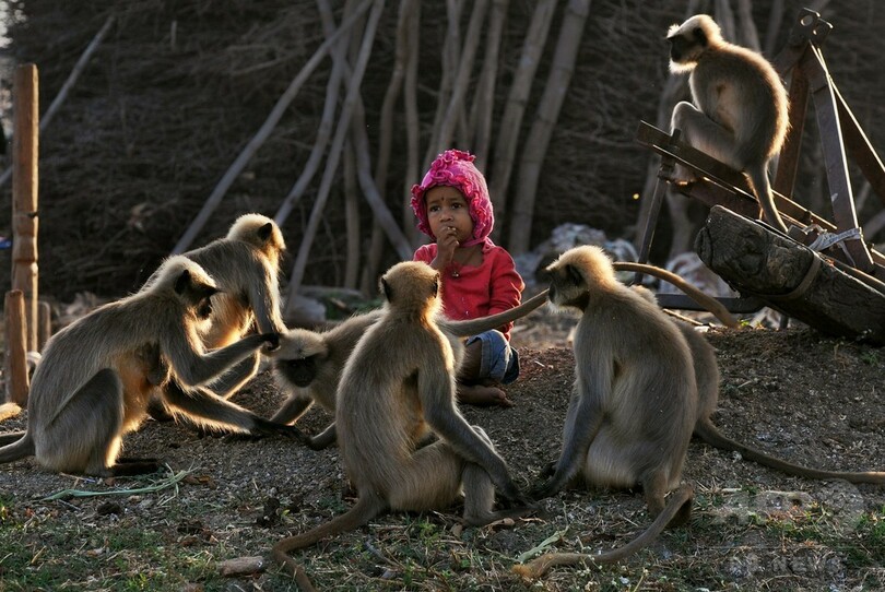 2歳男児とサルの群れの友情が話題、毎日欠かさず遊びに インド
