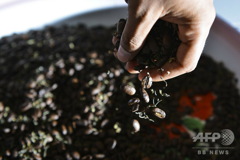 厳格なアチェ州、大麻入りコーヒーが人気 インドネシア