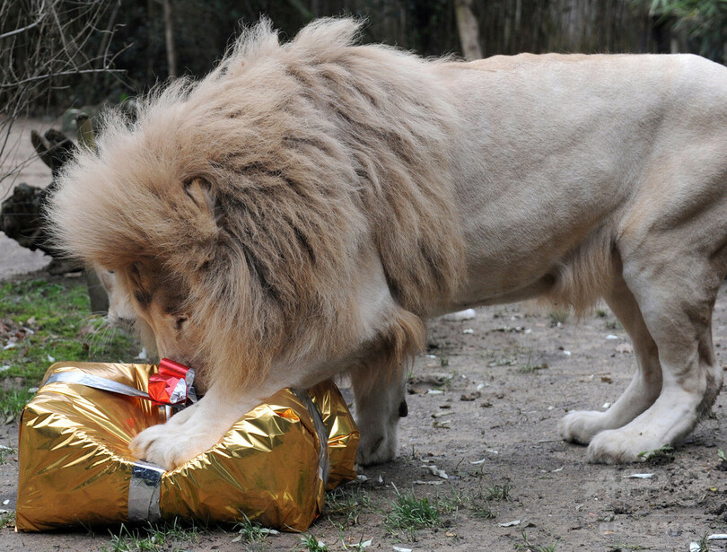ホワイトライオン、Xmasプレゼントにがぶり！仏動物園