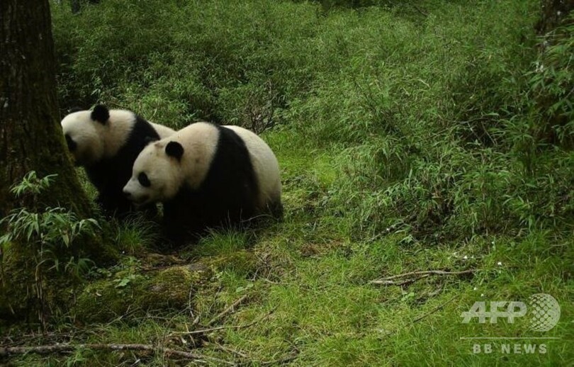 野生の双子の子供パンダの撮影に成功 四川・臥竜