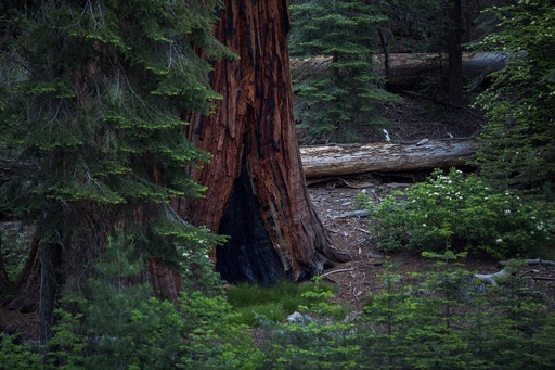 珪化木 メタセコイヤ アメリカ カルフォルニア産 φ890×t45mm 樹齢3000