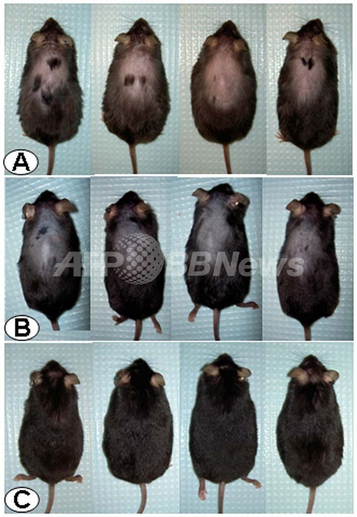 ストレス阻害物質に発毛効果を発見、米実験中に偶然 ストレス阻害物質に発毛効果を発見、米実験中に偶然