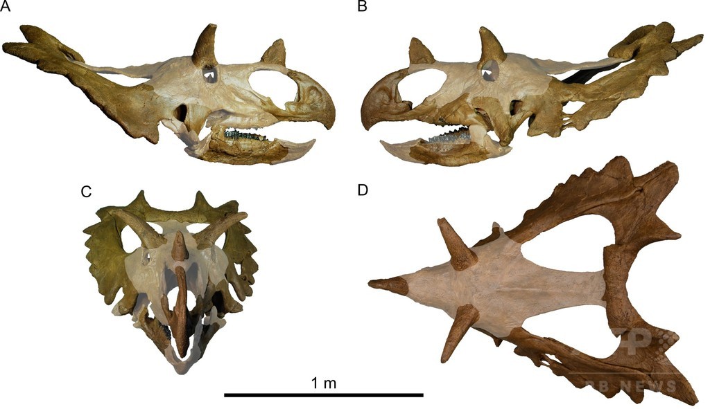 米中西部で発見の化石、新種の角竜類2種と判明 研究 米中西部で発見の化石、新種の角竜類2種と判明 研究