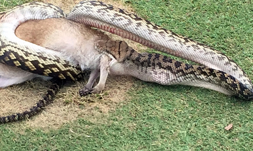 巨大ニシキヘビがワラビーのみ込む 豪のゴルフコースで 写真5枚 国際ニュース Afpbb News