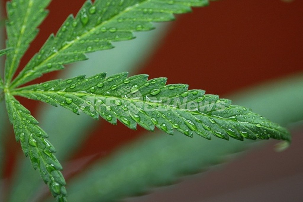大麻で多発性硬化症の症状が軽減、米研究 大麻で多発性硬化症の症状が軽減、米研究