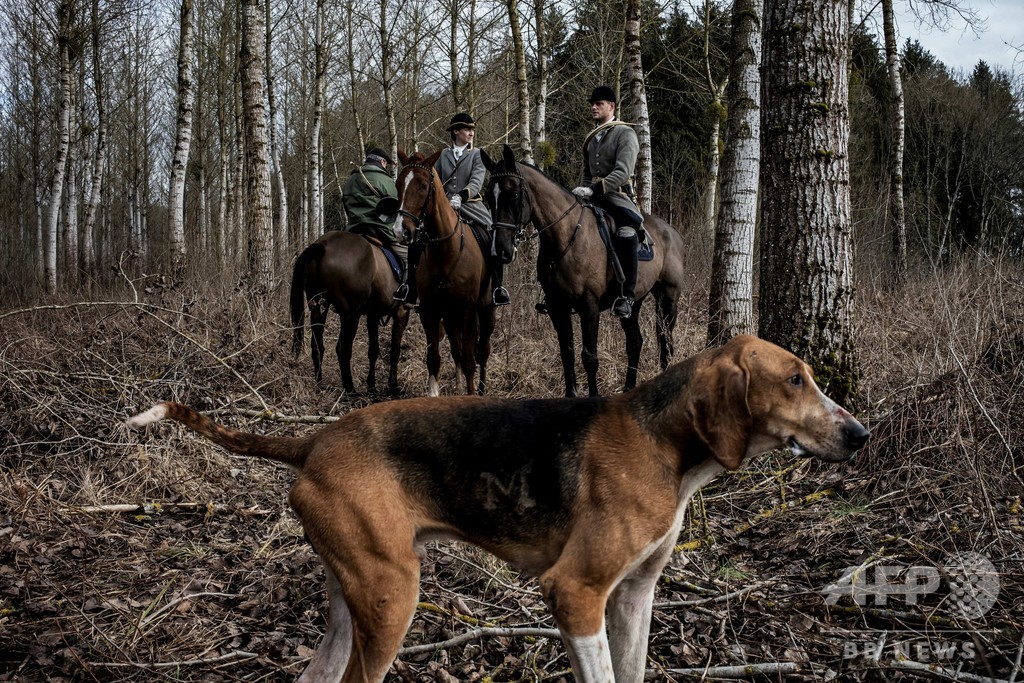 森を散歩中の妊婦 複数の犬にかまれて死亡 フランス 写真1枚 国際ニュース Afpbb News
