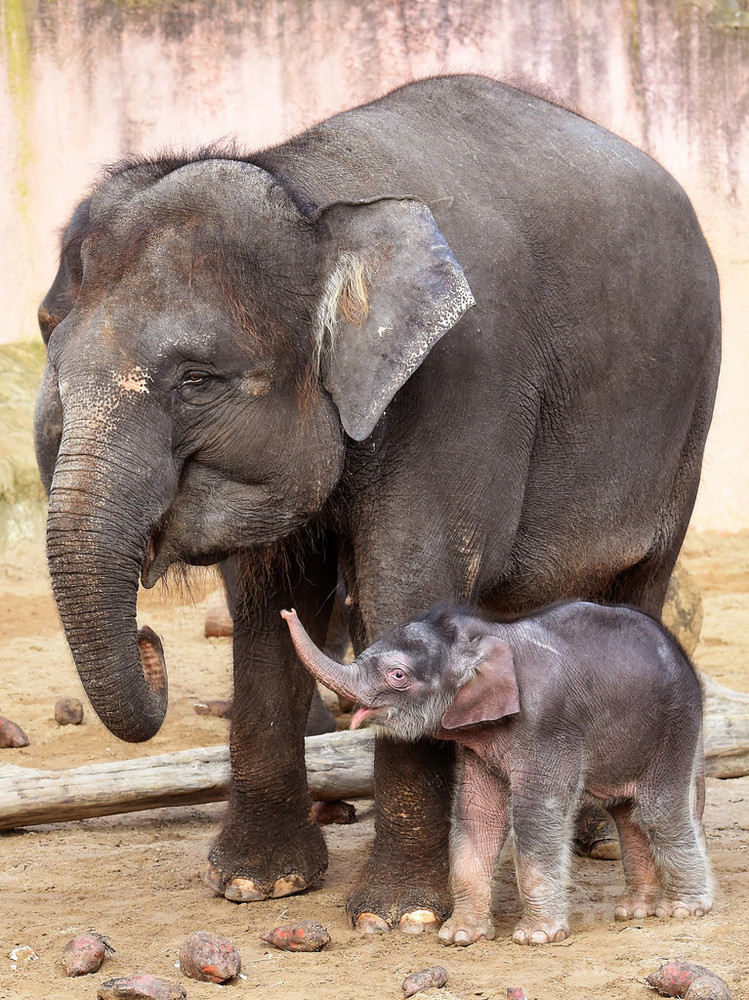 ゾウの赤ちゃんお披露目 ママに寄り添いお散歩 ドイツ 写真11枚 国際ニュース Afpbb News