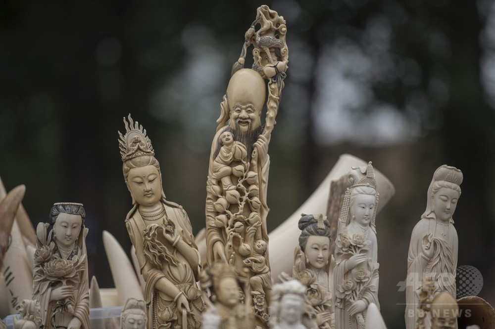 中国、象牙の取引と加工を2017年末までに全面禁止 写真1枚 国際